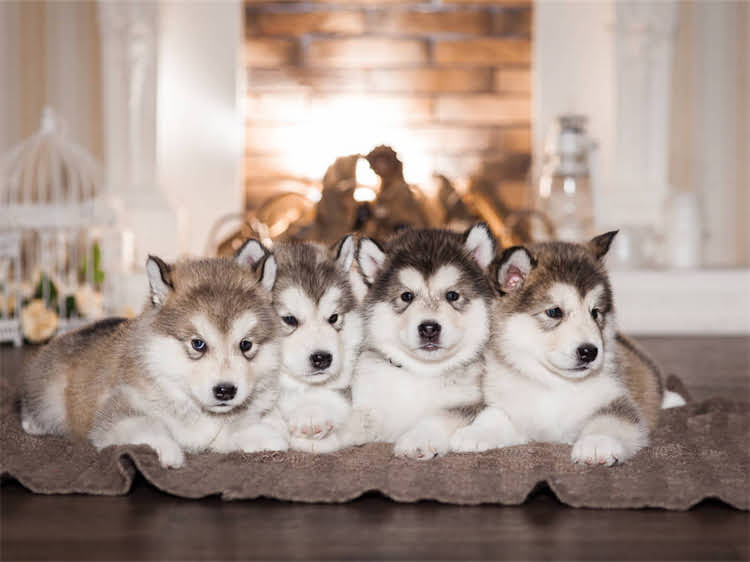 图片 狂犬疫苗只打一针够吗？未全程接种后的风险与补救指南（附权威处理方案）.jpg