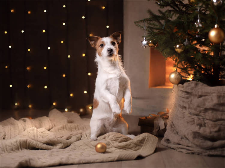 图片 狂犬疫苗只打一针够吗？未全程接种后的风险与补救指南（附权威处理方案）2.jpg