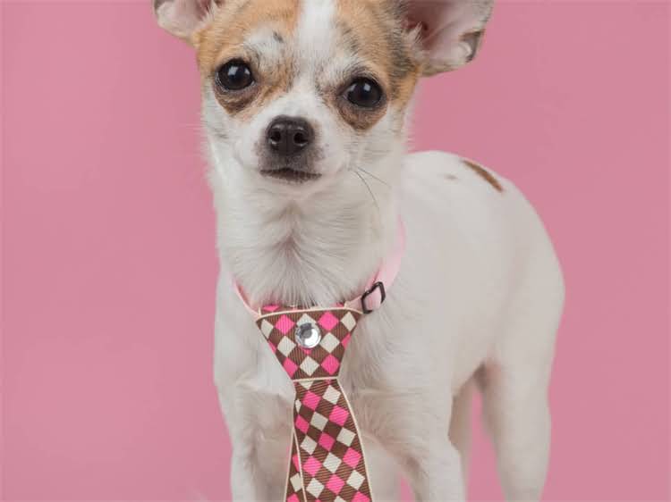 图片 狂犬疫苗后护理全攻略：打过疫苗的狗能接触其他动物吗？注意事项有哪些？.jpg