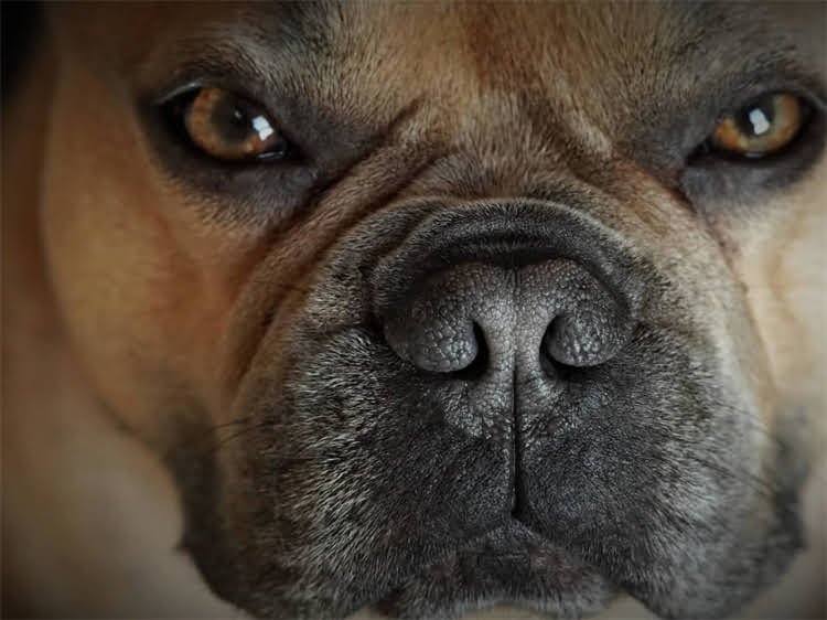 图片 狂犬疫苗后护理全攻略：打过疫苗的狗能接触其他动物吗？注意事项有哪些？1.jpg