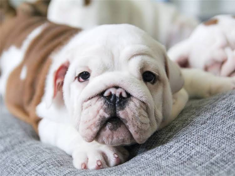 图片 狂犬疫苗后护理全攻略：打过疫苗的狗能接触其他动物吗？注意事项有哪些？2.jpg