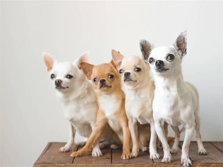 图片 狂犬疫苗打几针？新手必看！全程3针接种指南+注意事项（附打疫苗时间表）1.jpg