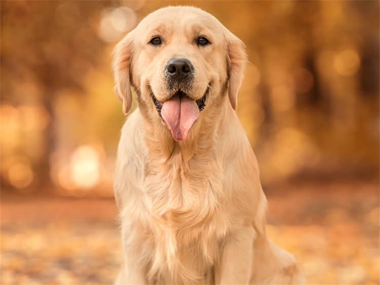 图片 狂犬疫苗最新价格+接种全攻略打针前必看！价格流程副作用一篇说清🩺1.jpg