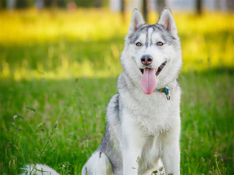 图片 狂犬疫苗注射后出现便血？这可能是身体发出的4个危险信号2.jpg