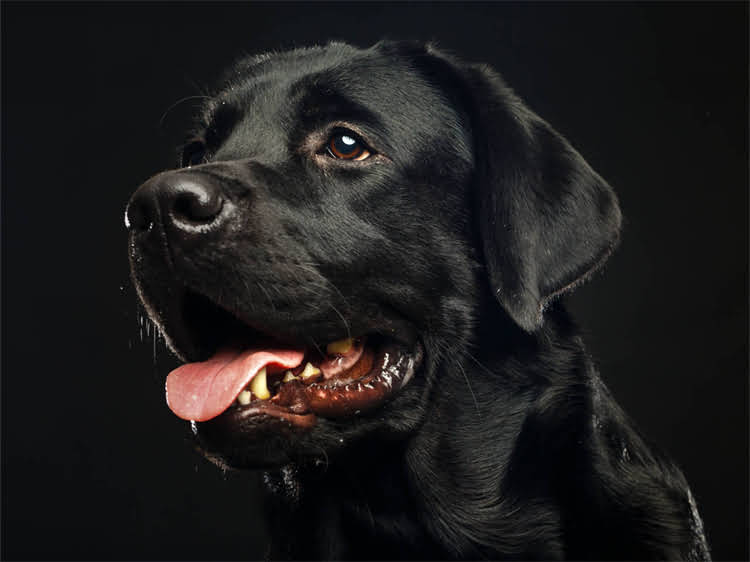 图片 狂犬疫苗科学接种指南：完整时间表与注意事项（权威解读）2.jpg