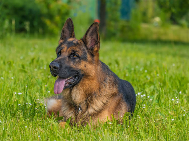 图片 狂犬病疫苗针多少钱一针？最新费用全（附接种指南）.jpg