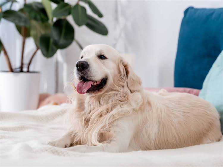 图片 狂犬病疫苗针多少钱一针？最新费用全（附接种指南）2.jpg