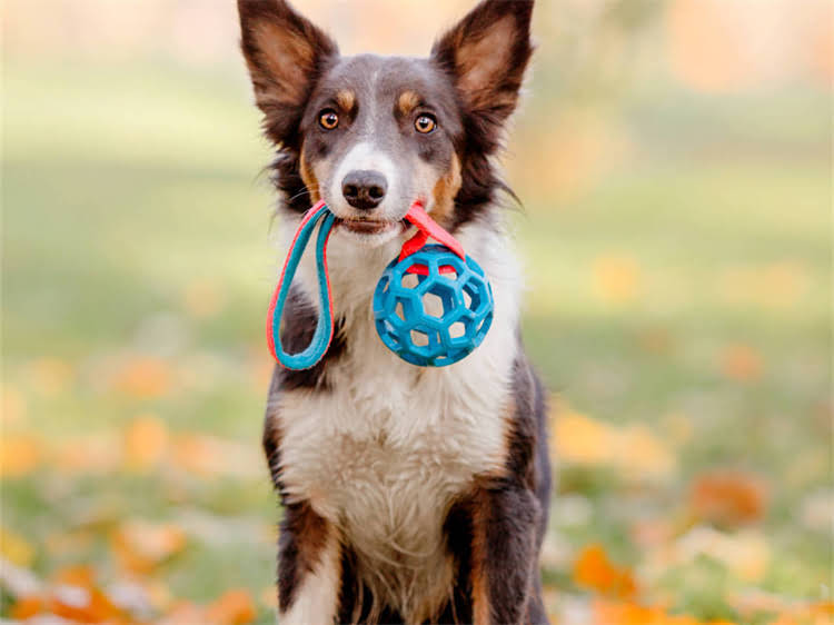 图片 狗妈妈生小狗全流程：孕期护理到产后养护的详细步骤（附图片指南）.jpg