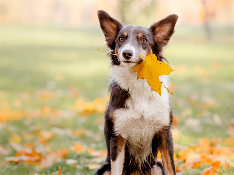 图片 狗妈妈生小狗全流程：孕期护理到产后养护的详细步骤（附图片指南）1.jpg