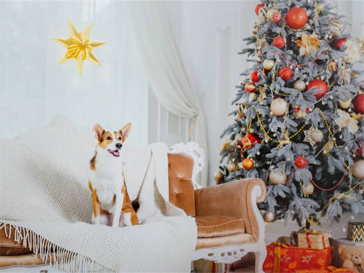 图片 狗妈妈生小狗全流程：孕期护理到产后养护的详细步骤（附图片指南）2.jpg