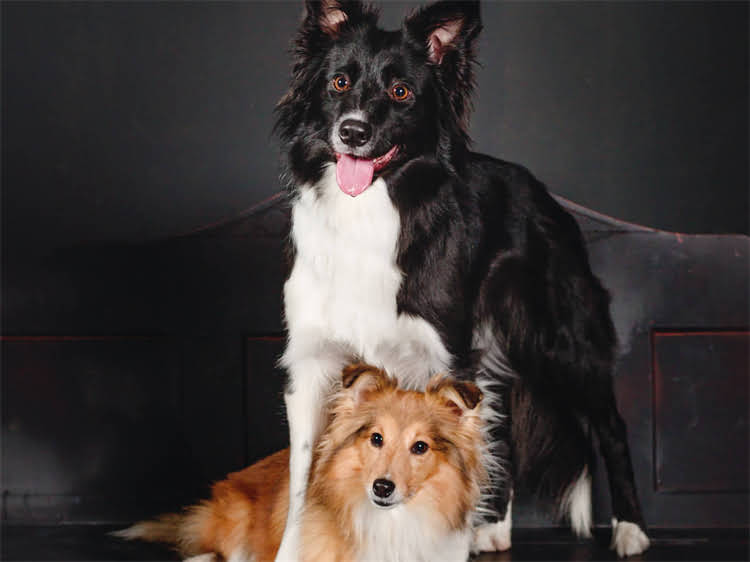 图片 狗尿为何臭味刺鼻？吃狗粮的狗狗尿液中散发异味的五大原因及解决方法.jpg