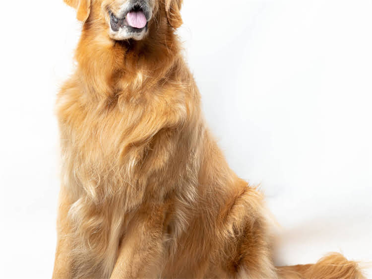 图片 狗打完狂犬疫苗尿血怎么办？专家症状原因及应对措施.jpg