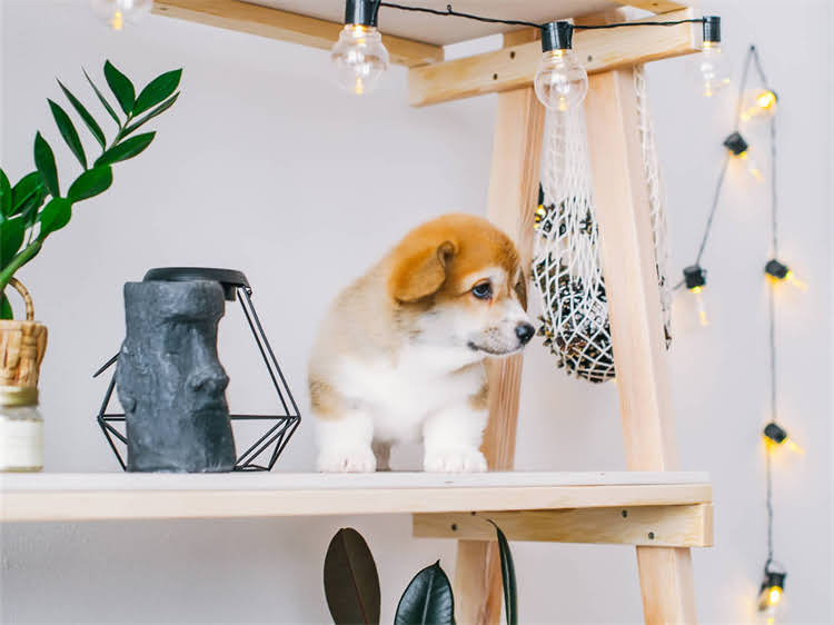 图片 狗打完狂犬疫苗尿血怎么办？专家症状原因及应对措施1.jpg