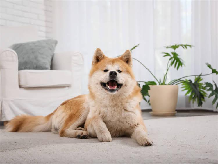 图片 狗打狂犬疫苗后呕吐怎么办？3大原因及应对措施（附权威指南）.jpg