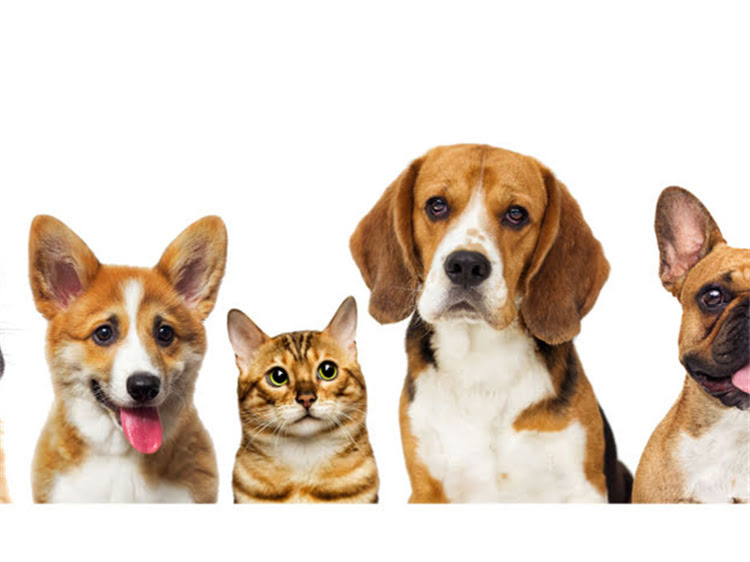 图片 狗打狂犬疫苗后呕吐怎么办？3大原因及应对措施（附权威指南）2.jpg