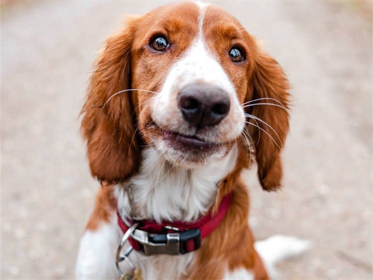 图片 狗狗一胎能生多少只小狗？科学解答+常见误区与繁殖指南（附犬种对照表）1.jpg