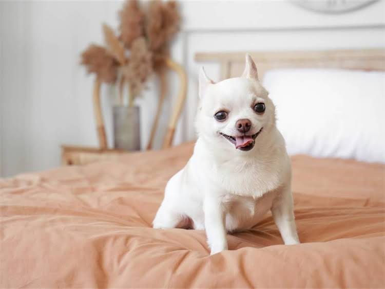 图片 狗狗不吃东西还拉稀？3大原因与紧急处理指南，养宠必看！附犬种差异应对方案.jpg