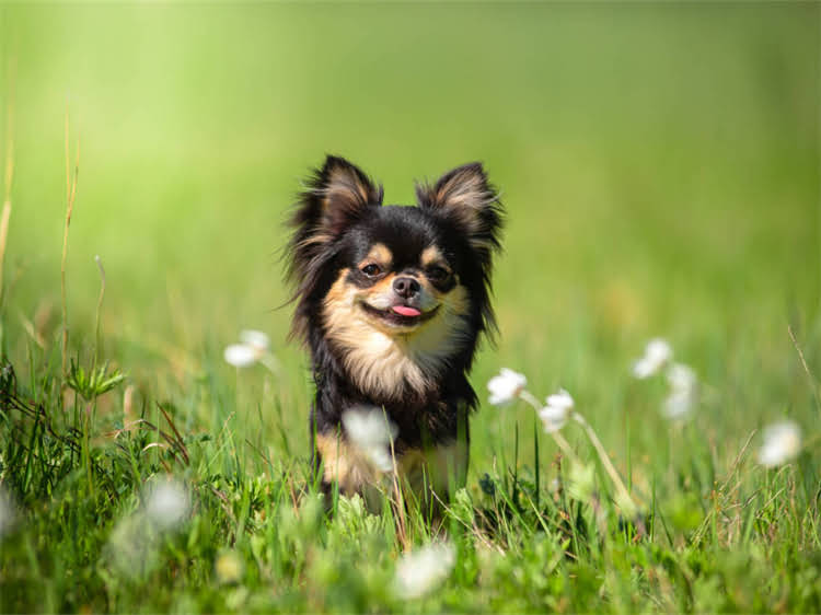 图片 狗狗不吃狗粮不吃米饭？5大原因+解决方法，养宠人必看全攻略.jpg