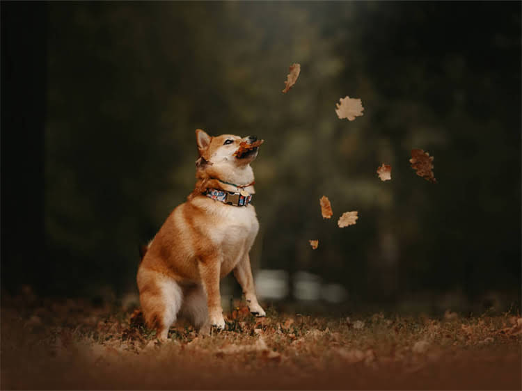 图片 狗狗不吃狗粮不吃米饭？5大原因+解决方法，养宠人必看全攻略1.jpg