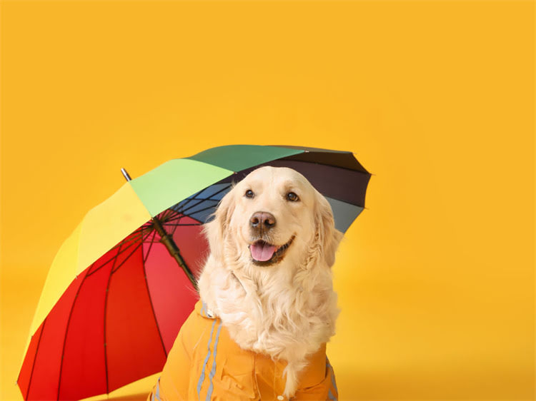 图片 狗狗不吃狗粮也不喝水？这5大原因及科学应对方案，宠物主人必看！1.jpg