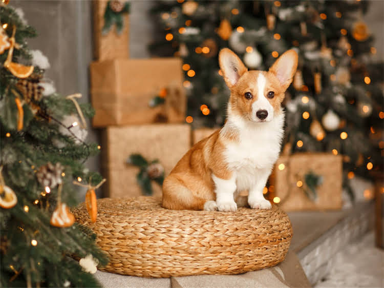 图片 狗狗不吃狗粮打翻食盆怎么办？3步教你轻松解决宠物饮食行为问题.jpg