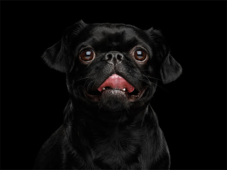 图片 狗狗不吃狗粮打翻食盆怎么办？3步教你轻松解决宠物饮食行为问题2.jpg