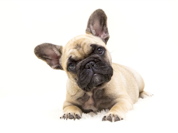 图片 狗狗体外驱虫药最新价格及品牌推荐：如何选择最安全有效的产品？1.jpg