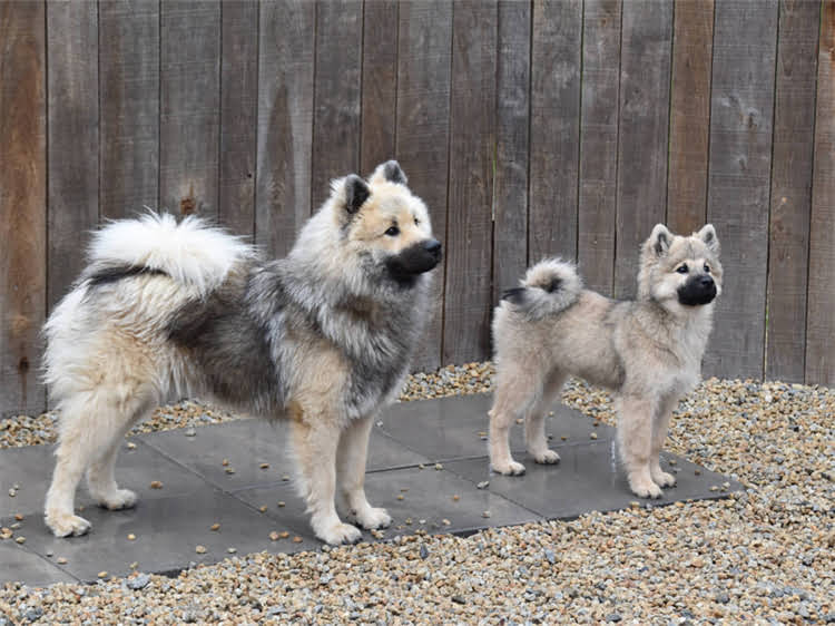 图片 狗狗体外驱虫药最新价格及品牌推荐：如何选择最安全有效的产品？2.jpg