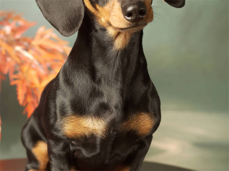 图片 狗狗冠状病毒能自愈吗？症状、恢复期及预防措施全1.jpg