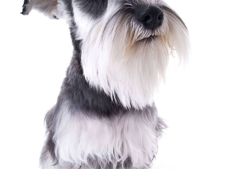 图片 狗狗冠状病毒能自愈吗？症状、恢复期及预防措施全2.jpg