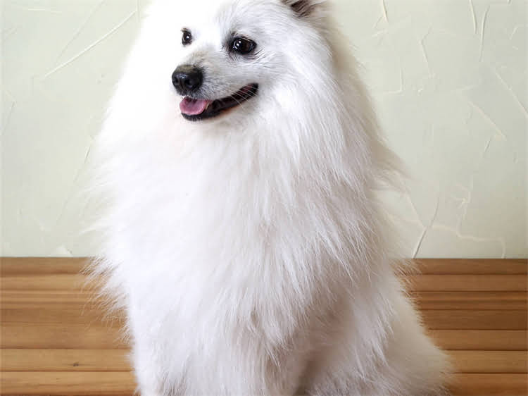 图片 狗狗出生后必打哪些疫苗？幼犬疫苗接种时间表及注意事项全.jpg