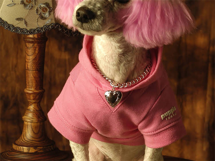 图片 狗狗出生后必打哪些疫苗？幼犬疫苗接种时间表及注意事项全1.jpg