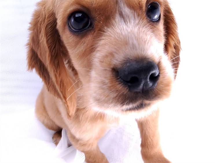 图片 狗狗到家多久打疫苗？权威指南：时间表、注意事项与常见问题全（附疫苗接种流程图）2.jpg