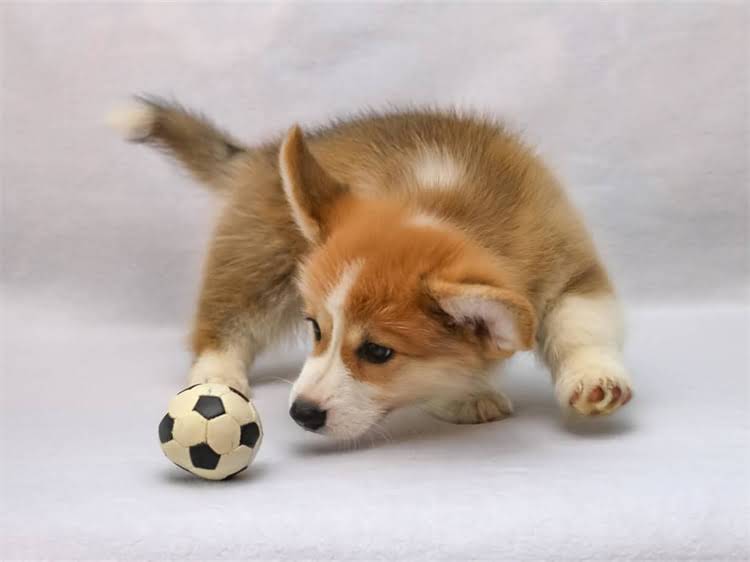 图片 狗狗割声带术后恢复全：多久能恢复？注意事项及护理指南1.jpg