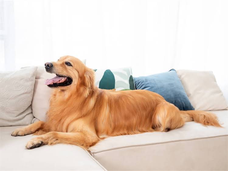 图片 狗狗发抖的10大原因及应对措施，主人必看！科学解答狗狗颤抖的真相.jpg