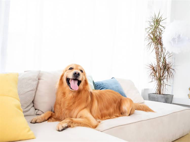 图片 狗狗发抖的10大原因及应对措施，主人必看！科学解答狗狗颤抖的真相2.jpg