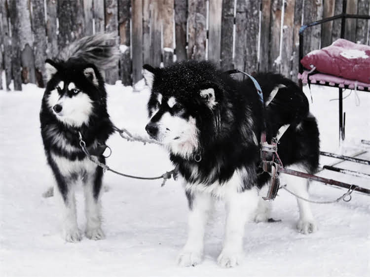 图片 狗狗发育不良的5大常见原因及科学干预方案1.jpg