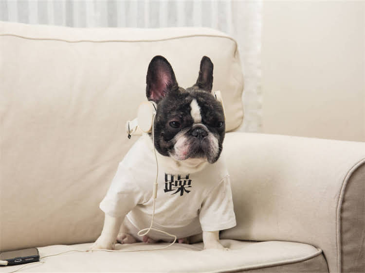 图片 狗狗发育不良的5大常见原因及科学干预方案2.jpg