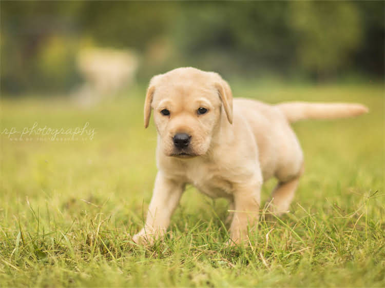 图片 狗狗可以长期吃猫粮吗？5大科学与风险提示2.jpg