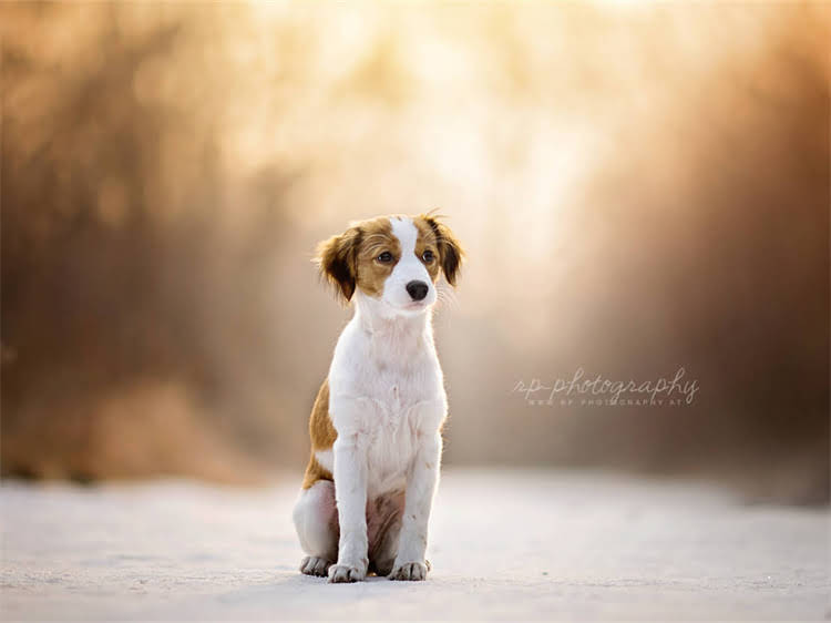 图片 狗狗吃完狗粮肚子叫怎么办？5个紧急处理方法+长期调理方案（附症状自查清单）.jpg