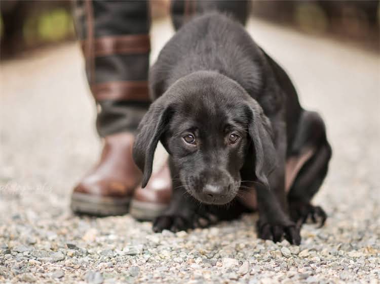 图片 狗狗吃完狗粮肚子叫怎么办？5个紧急处理方法+长期调理方案（附症状自查清单）1.jpg