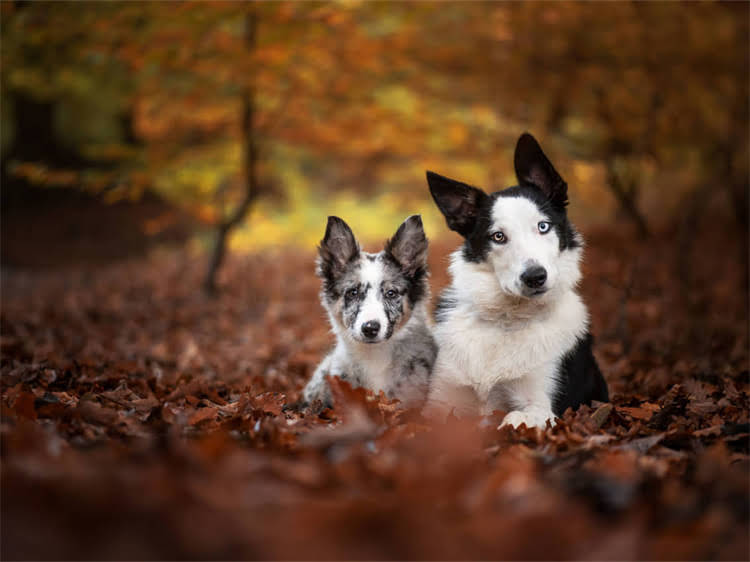 图片 狗狗吃完狗粮肚子叫怎么办？5个紧急处理方法+长期调理方案（附症状自查清单）2.jpg