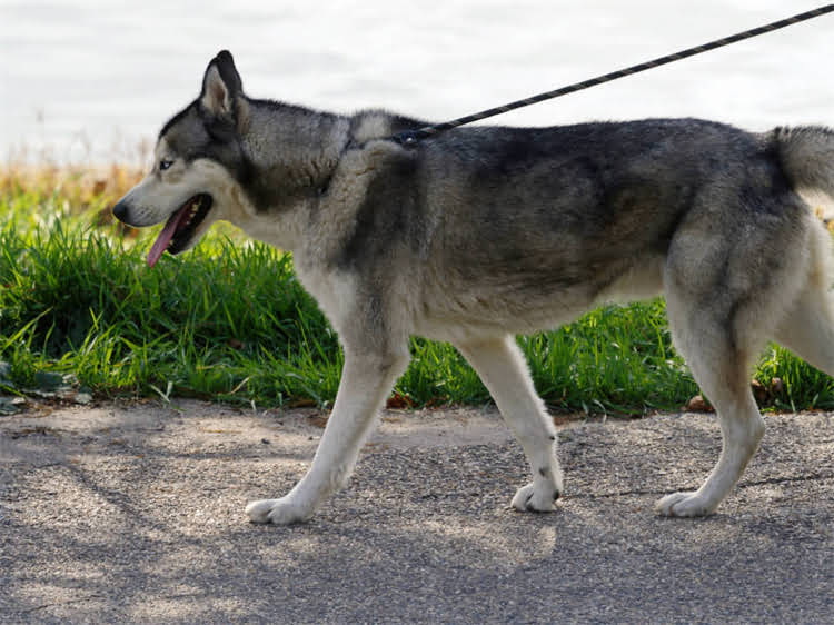 图片 狗狗吃狗粮不消化呕吐的罪魁祸首与科学应对指南1.jpg