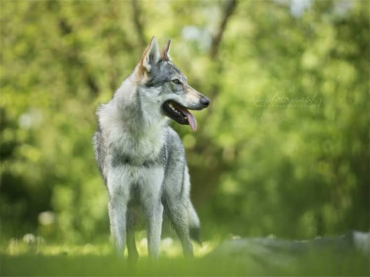 图片 狗狗吃米饭好不好？科学喂养指南与营养分析，看完这篇就懂了！.jpg