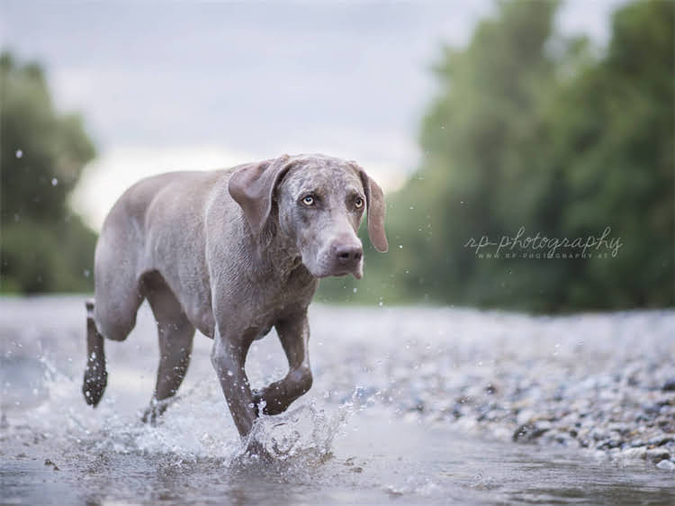 图片 狗狗吃米饭好不好？科学喂养指南与营养分析，看完这篇就懂了！1.jpg