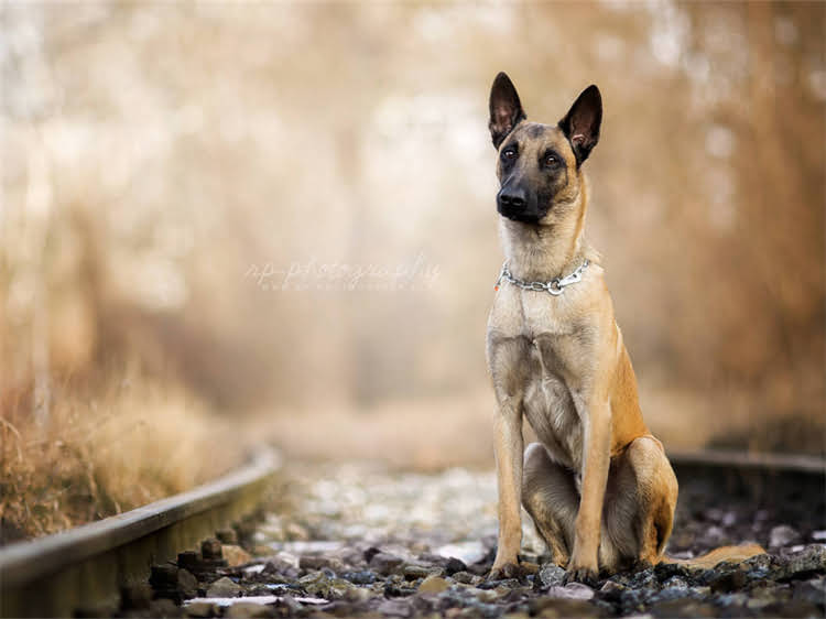 图片 狗狗吐沫沫怎么办？5大原因及专业解决方法（附急救指南）.jpg