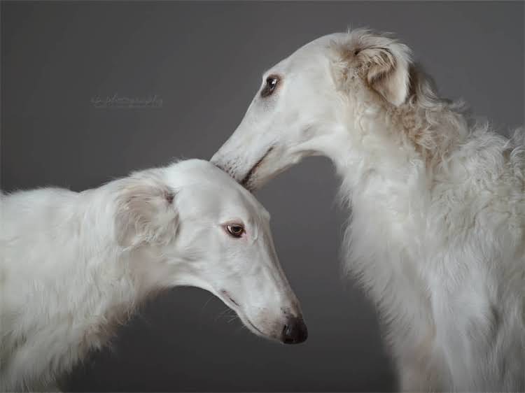 图片 狗狗吐沫沫怎么办？5大原因及专业解决方法（附急救指南）2.jpg