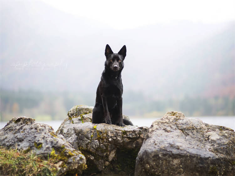 图片 狗狗吐虫子是什么原因？家庭应急处理+预防措施全.jpg