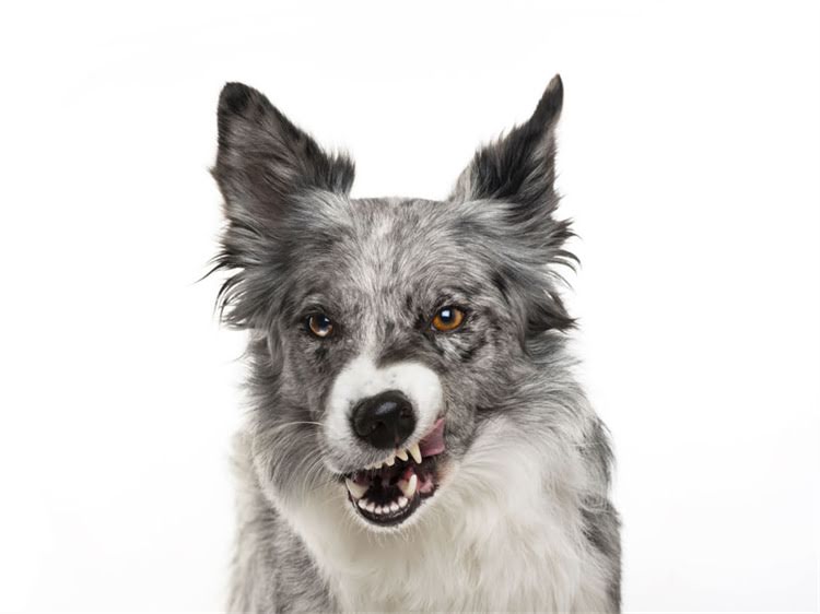 图片 狗狗吐虫子是什么原因？家庭应急处理+预防措施全1.jpg