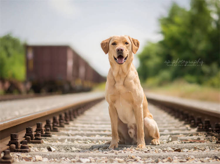 图片 狗狗呕吐没精神怎么办？5步紧急处理法+家庭护理全指南（附症状判断与预防措施）2.jpg